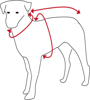 HOTTERdog Sizing